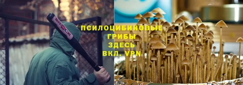 Галлюциногенные грибы Cubensis  Поворино 